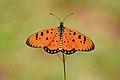 * Nomination Open wing nectaring position of Acraea terpsicore (Linnaeus, 1758) - Tawny Coster --Atudu 16:34, 30 July 2022 (UTC) * Promotion Good quality. --Kritzolina 16:51, 30 July 2022 (UTC)