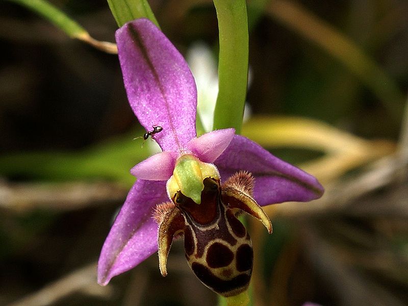 File:Ophrys crassicornis Griechenland 317.jpg