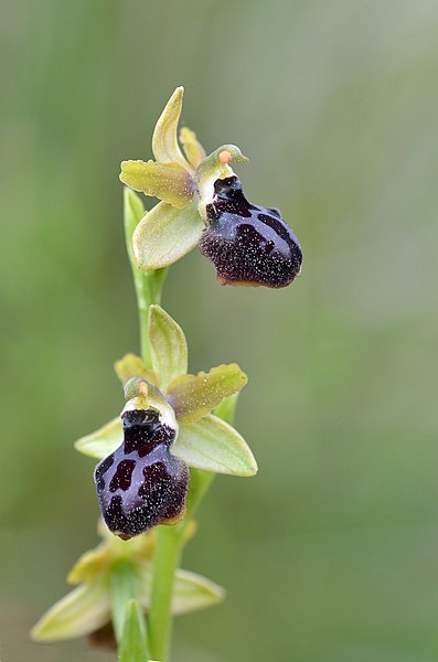 File:Ophrys promontorii ? Ophrys garganica ? (5689696737).jpg