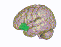 3D visualization of the orbitofrontal cortex in an average human brain