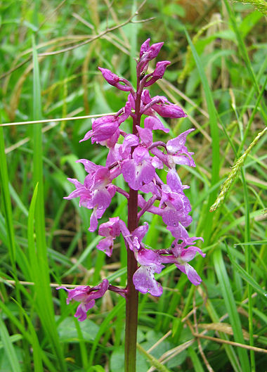 Травы краснодарского края. Лесные орхидеи ятрышник. Ятрышник кавказский. Orchis mascula. Ятрышник лекарственное растение.