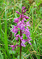 Orchis-mascula.jpg