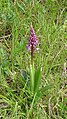 Orchis × hybrida Germany - Untergrombach