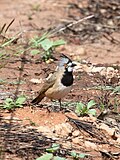 Vignette pour Oreoicidae