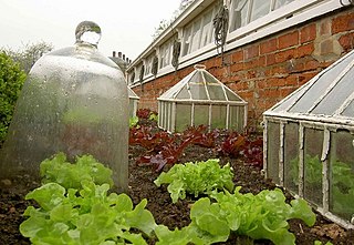 <span class="mw-page-title-main">Cloche (agriculture)</span> Covering protecting plants from cold