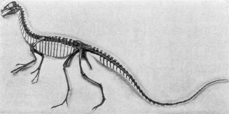 File:Ornitholestesskeleton.JPG