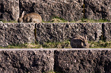 Two rabbits on the steps of Finnish National Opera in Helsinki Oryctolagus cuniculus Finnish National Opera.jpg