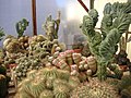 Unidentified cacti
