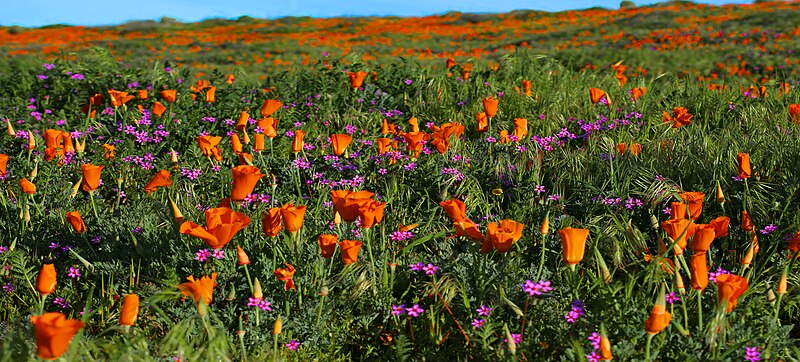 File:Outbreak of California poppies3.jpg