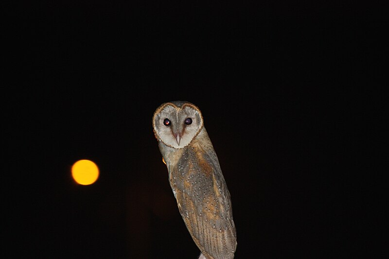 File:Owl India.JPG