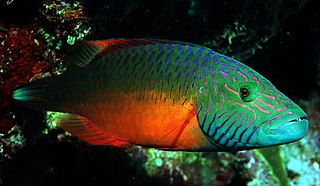 Cheek-lined wrasse Species of fish