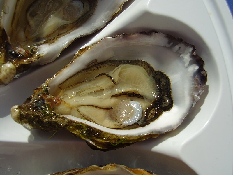 File:Oysters 2008 PD 04.JPG