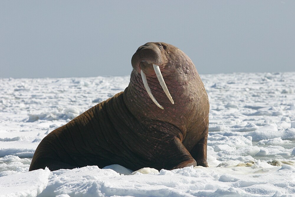 The average litter size of a Walrus is 1