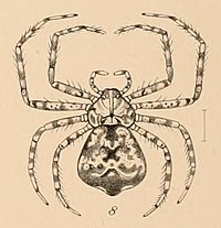 List Of Philodromidae Species