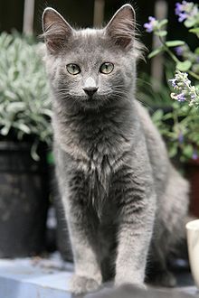 Nebelung Wikipédia