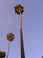 Palm-Tree-Uruapan-2.jpg