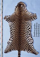 Leopardenfell: Geschichte, Fell, Unterscheidung nach Herkommen