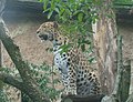 Panthera pardus orientalis.JPG