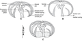 Parasite200077-fig4 - Pseudaxine trachuri - drawings of clamps.png