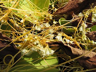 <i>Cuscuta sandwichiana</i> Species of flowering plant