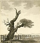 The Parliament Oak depicted in 1790