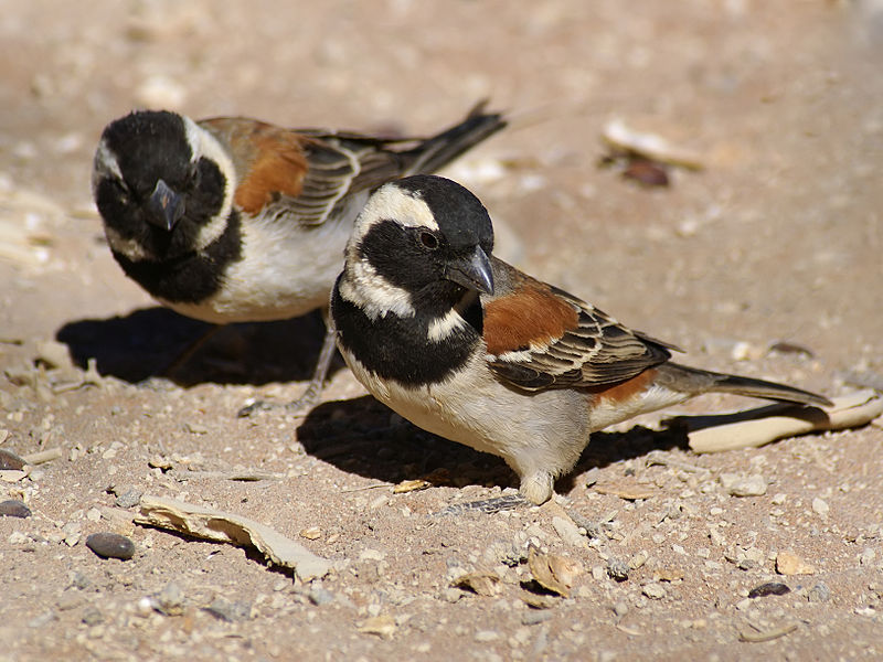 File:Passer melanurus (2 males).jpg