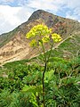 Mt. Bandaisan, Fukushima pref., Japan