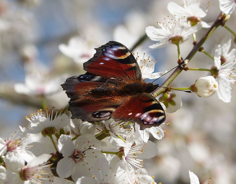 File:Peacock on Cherry Blossom - Flickr - gailhampshire (1).jpg