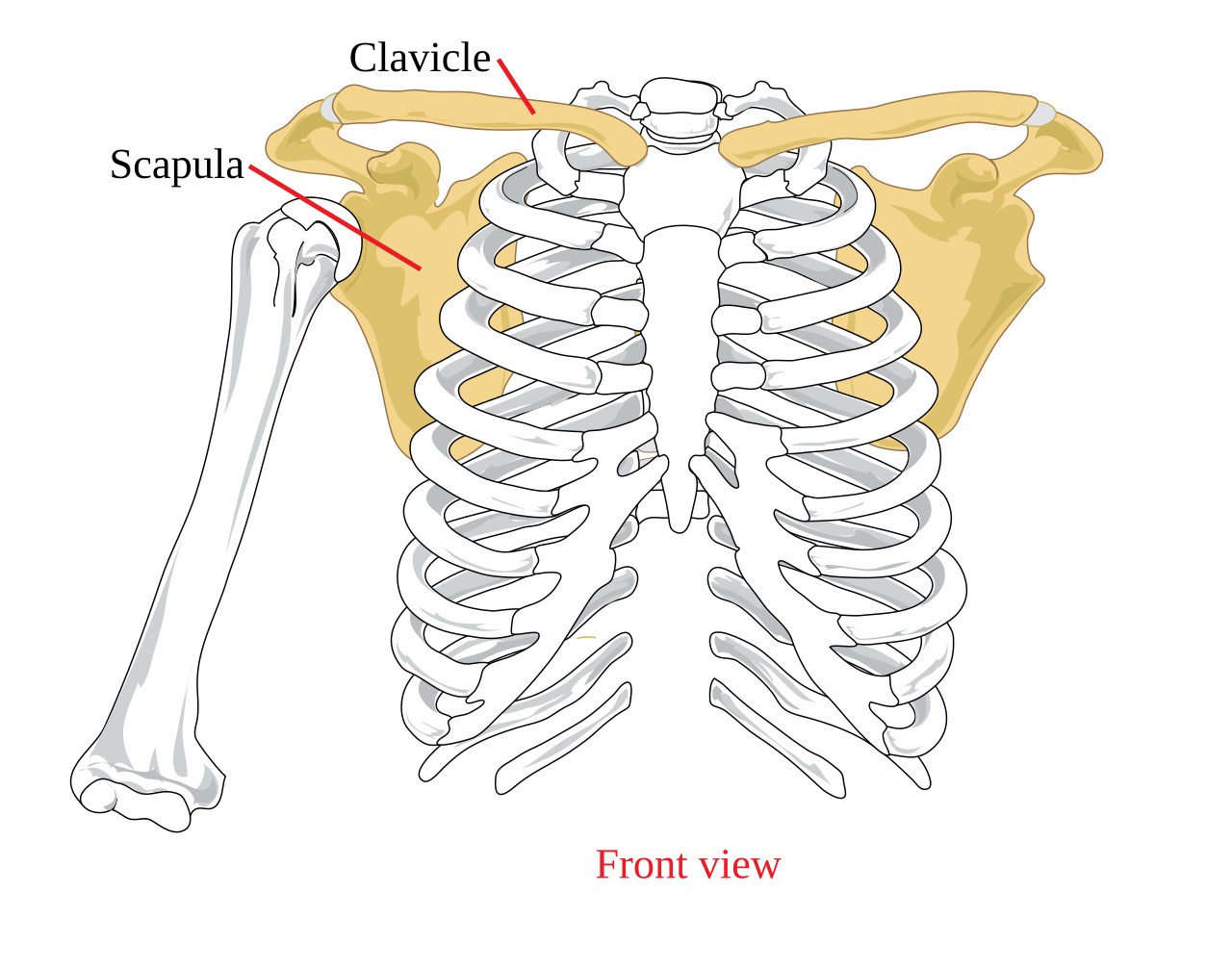 File:Pectoral girdle front diagram ko.svg - Wikipedia