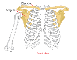 Pectoral girdle front diagram