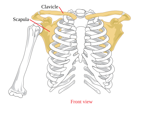 File:Pectoral girdle front diagram.svg