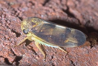 <i>Pediopsoides distinctus</i> Species of true bug