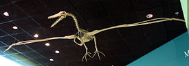 Esqueleto (réplica) de un miembro del género Pelagornis en el Museo Nacional de Historia Natural de Washington