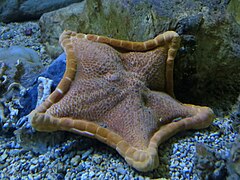 Peltaster placenta au Biodiversarium de l'Observatoire océanologique de Banyuls-sur-Mer.