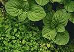 Peppermint and Corsican mint plant shorter.jpg