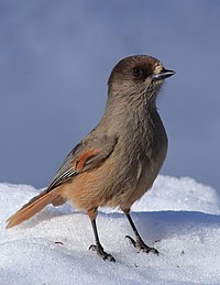 Mésangeai imitateur