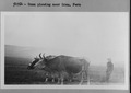 34764 - Oxen plowing near Lima, Peru