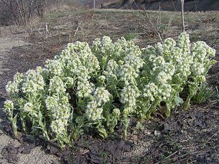 <i>Petasites albus</i> species of flowering plant in the daisy family Asteraceae