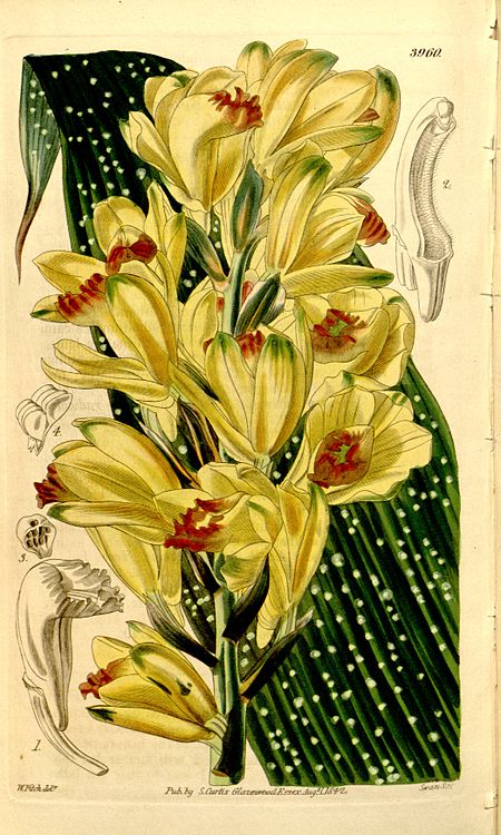 Tập_tin:Phaius_flavus_(as_Phaius_maculatus)_-_Curtis'_68_(N.S._15)_pl._3960_(1842).jpg