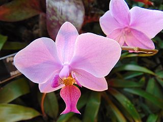 <i>Phalaenopsis <span style="font-style:normal;">×</span> veitchiana</i> Species of orchid