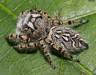 <i>Phidippus mystaceus</i> Species of spider