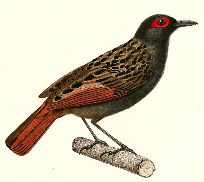 File:Phlegopsis nigromaculata 1847.jpg