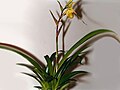 Phragmipedium longifolium var. chapadense