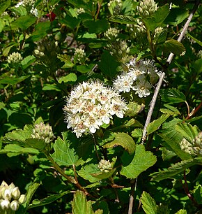 Descrizione dell'immagine Physocarpus monogynus 1.jpg.