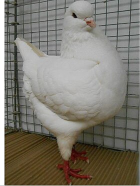 White King Pigeon.