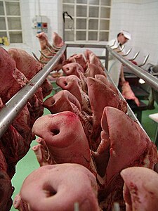 Pigs heads for soprassata (Tuscany) .jpg