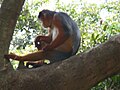 Westafrikanischer Stummelaffe Western Red Colobus