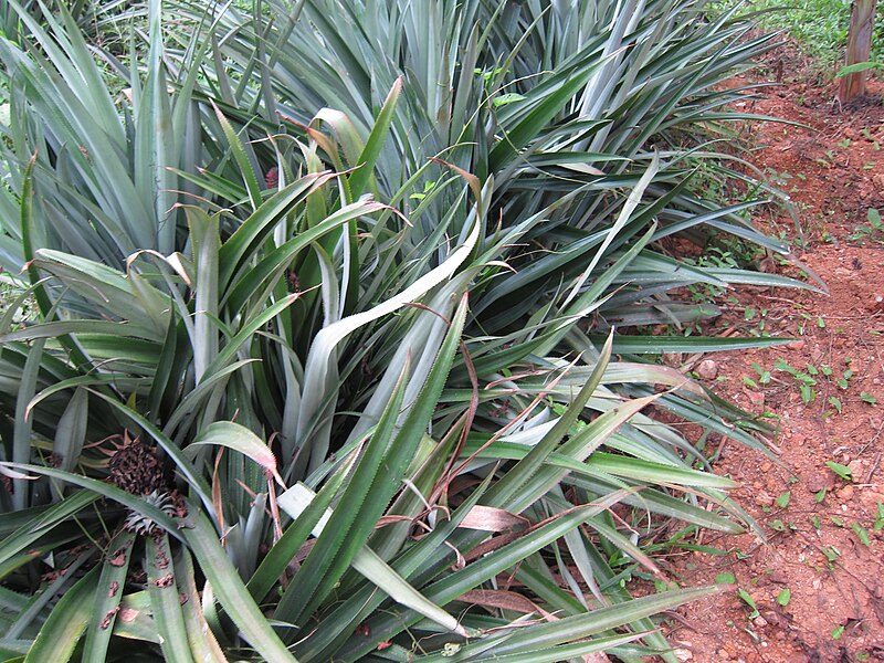 File:Pineapple - കൈതച്ചക്ക-5.JPG