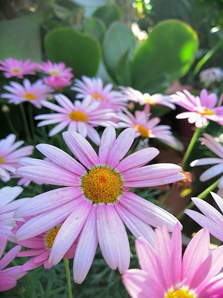 File:Pink flower8.jpg