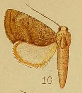 Neaxestis irrorata